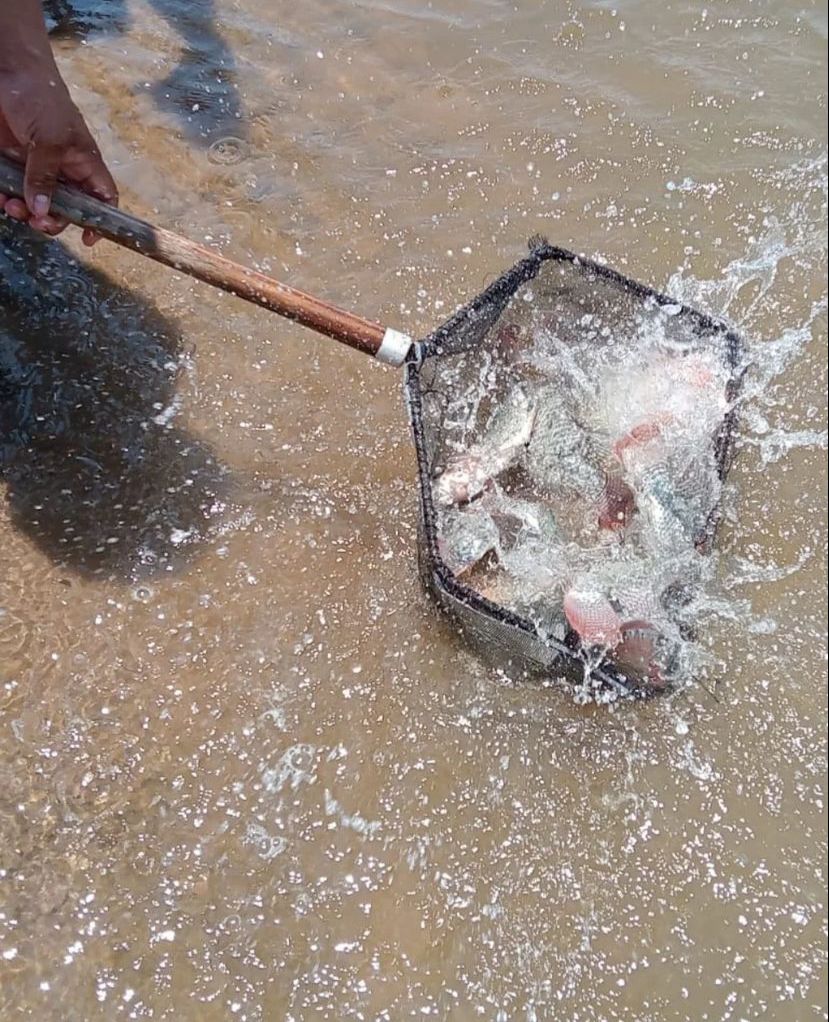 Aumenta IAES 200 por ciento la producción de tilapia en 2023